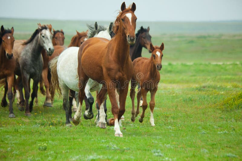 Caballos correr  verano prado  naturaleza.