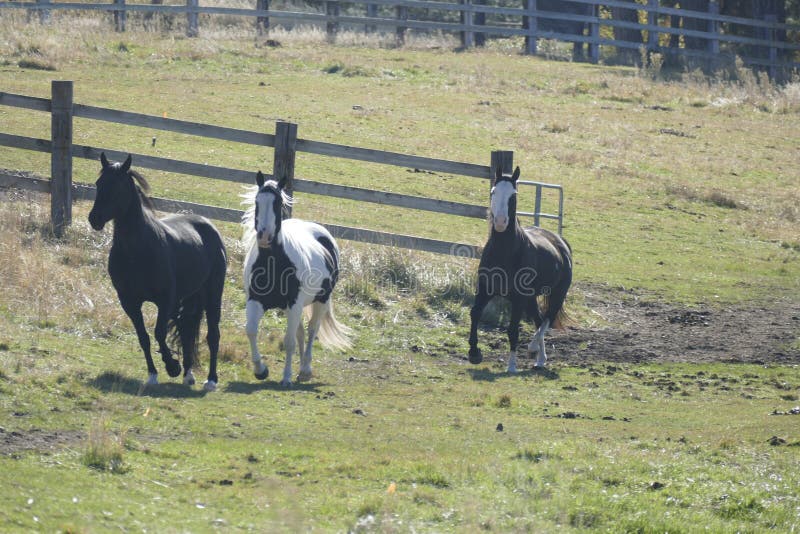 Running Horses and Fire Circles Stock Image - Image of running, canada ...