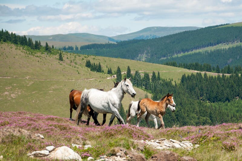 Horses running in mountain wilderness