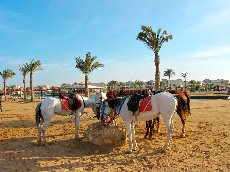 Horses on the sand beach stock image