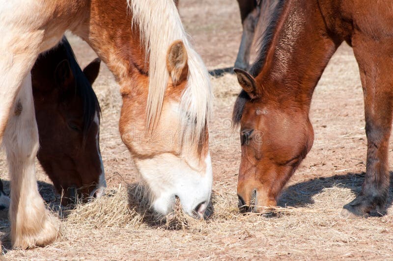 Horses Sharing Their Hay in Winter Pasture Stock Image Image of black, giant 23857303