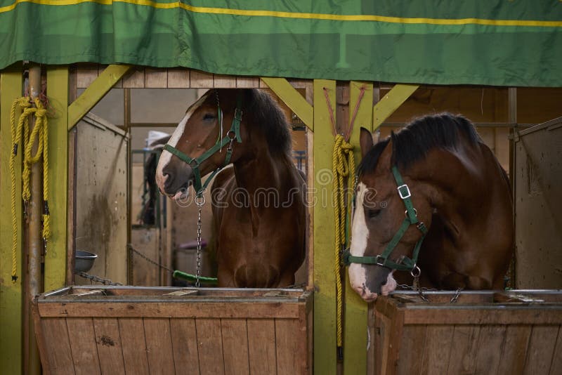 Horses in stables stock photo. Image of many, portrait 20047072
