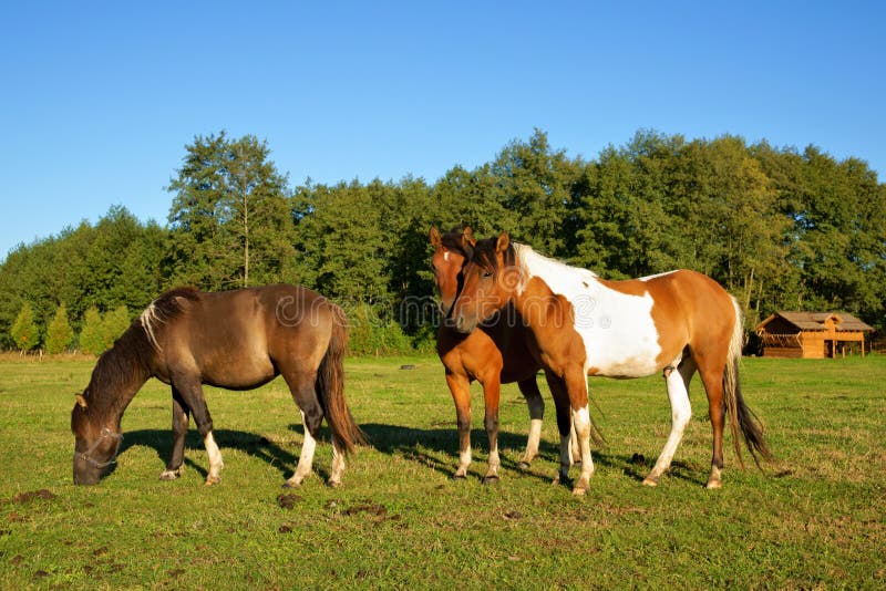 penis masculin mare)