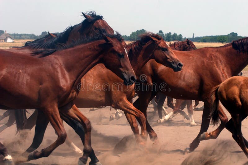 Horses stampeding