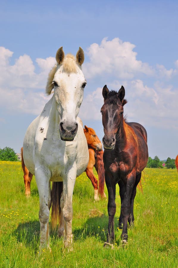 Horses on a summer pasture