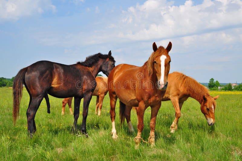 Horses on a summer pasture