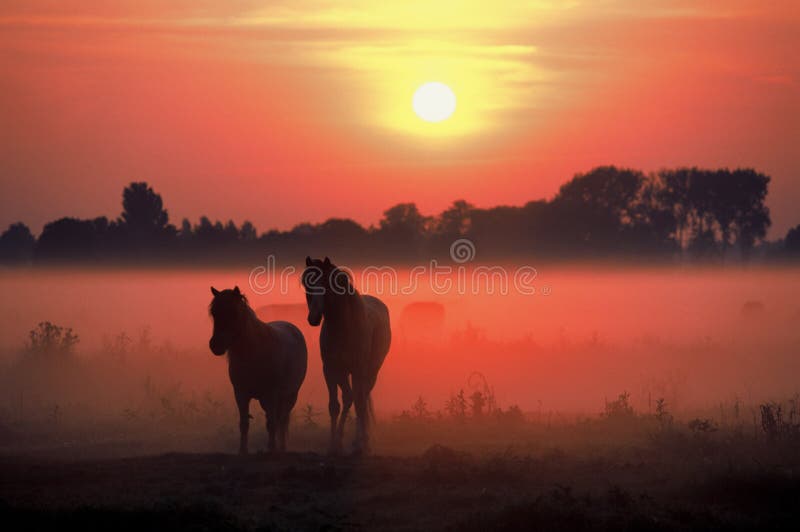 Koně Východ slunce déšť červené přírody holandskou krajinu netherlandsmorning.