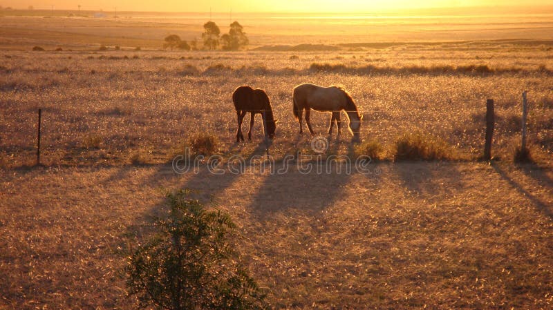 Horses at sunset in field.