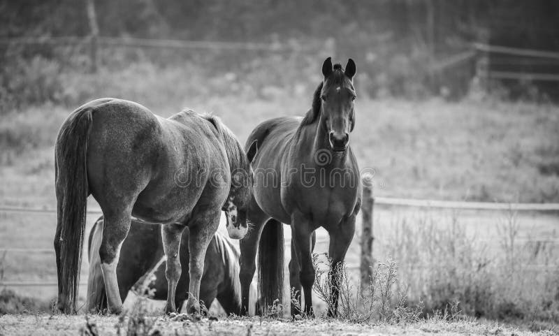 Two Horses Loving stock image. Image of friends, female - 3822427