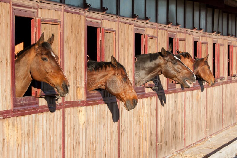 Horses in their stable stock image. Image of farm, barn 53938689