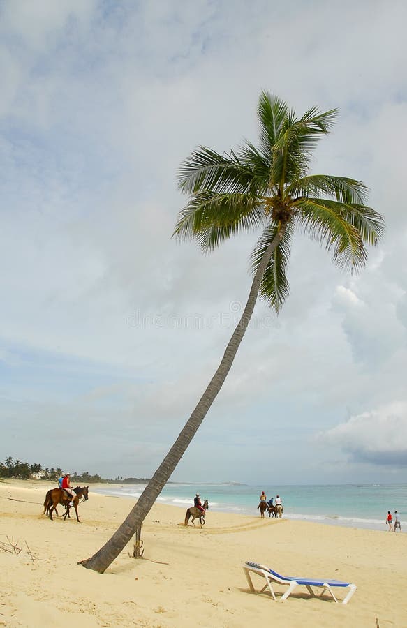 Horses on the tropical beach