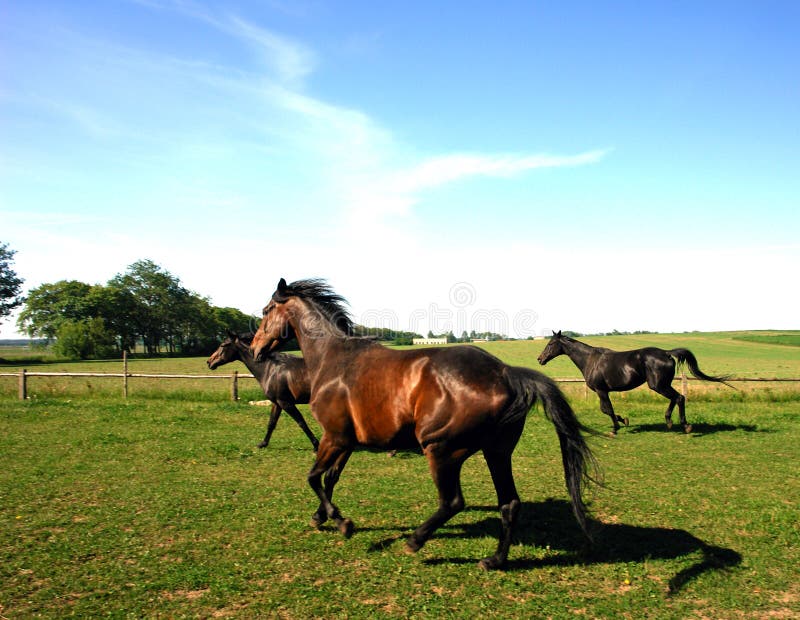 Horses trotting in field