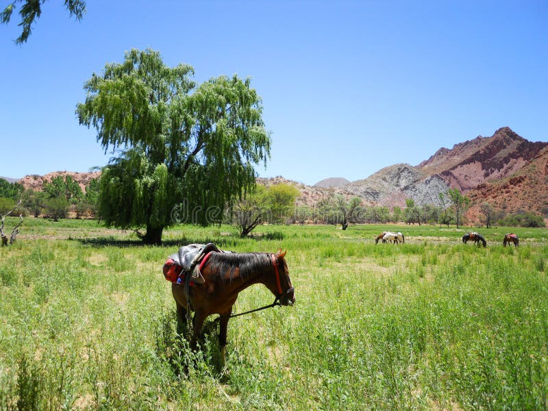 Horses in Tupiza, Bolivia