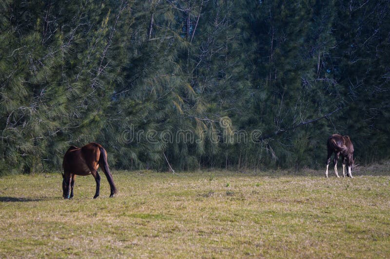 Horses stock photo. Image of nature, horses, eucalyptus 81229654