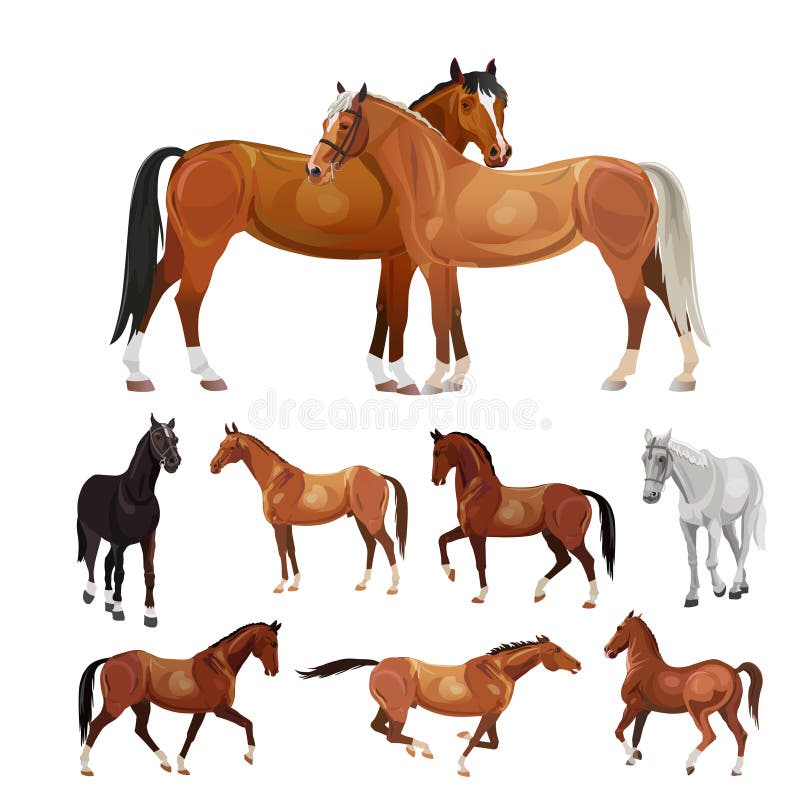 Various Horses Lining Up In Height Order Stock Vector Illustration of