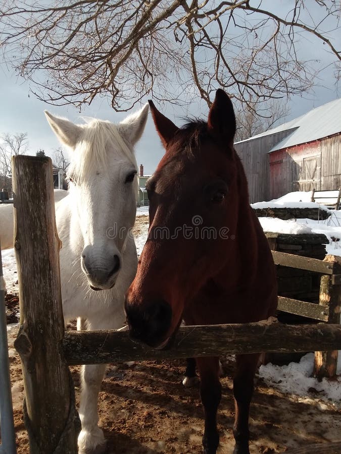 Vermont Farm Scene with Red Barn Silo Fields Horse Stock Photo Image
