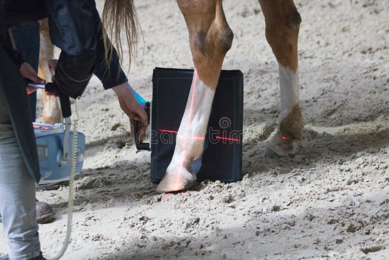 Horses veterinarian research with x-ray in a crippled horse. horse can no longer walk