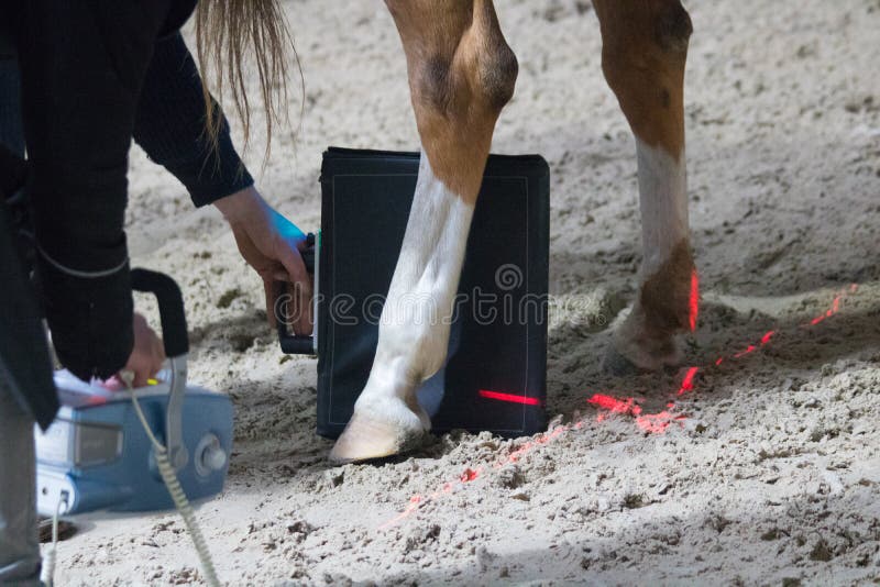 Horses veterinarian research with x-ray in a crippled horse. horse can no longer walk