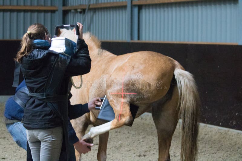 Horses veterinarian research with x-ray in a crippled horse. horse can no longer walk