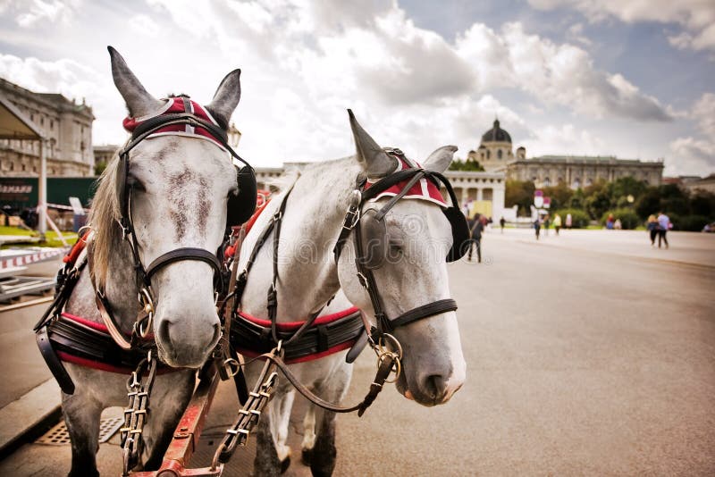 Caballos a transporte tradiciones, viena,.