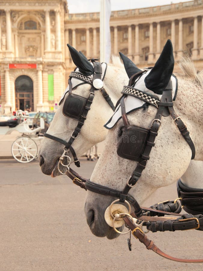 Horses in Vienna stock image. Image of used, vienna, coach 49327827
