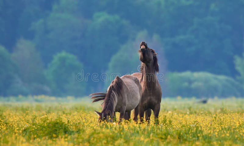 Horses on a yellow field in morning stock photography Horses on a yellow field in morning stock photography