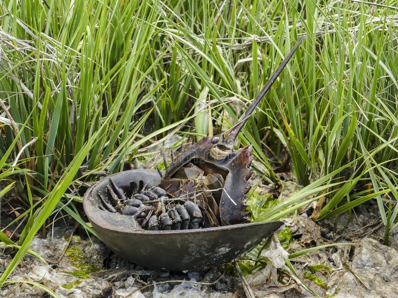 Horseshoe Crab on Back in Grass Stock Photo Image of close, summer