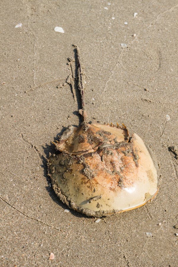 Horseshoe Crab on the Beach . Stock Image Image of backdrop, ocean 37612129