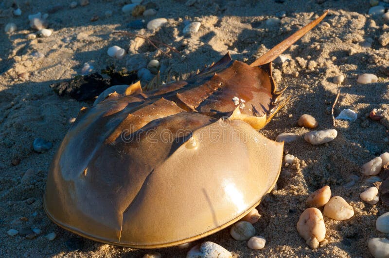 Horseshoe Crab on the Beach Stock Image Image of crustacean, invertebrate 34199193