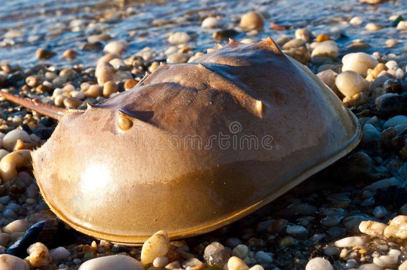 Horseshoe Crab on the Beach Stock Image Image of meal, invertebrate