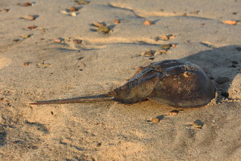 Horseshoe Crab on a Beach in the Morning Sun Stock Photo Image of