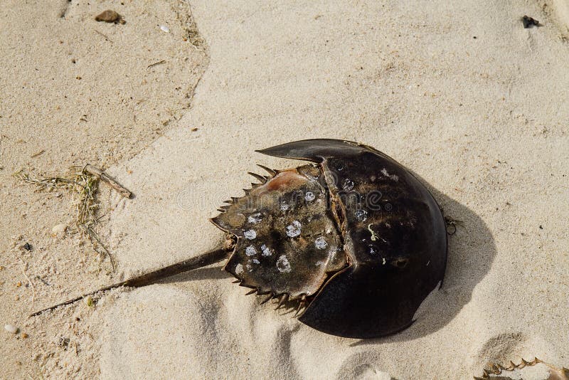 Horseshoe Crab in Sand