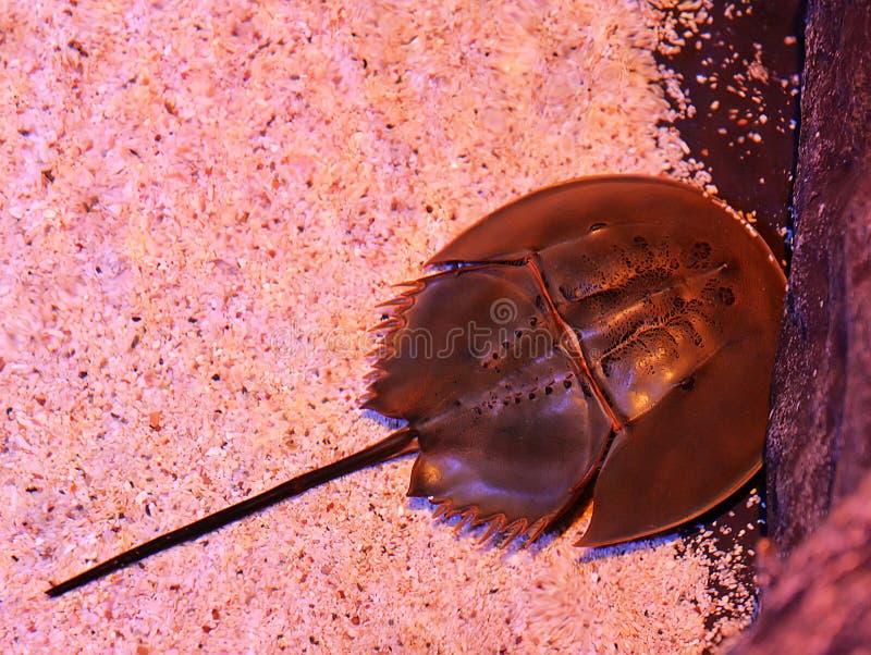 Horseshoe crab stock photo. Image of isla, underwater 54455388