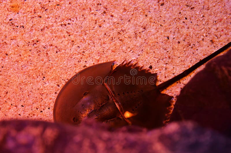 Horseshoe crab stock image. Image of beach, limulus, evolution 54455393