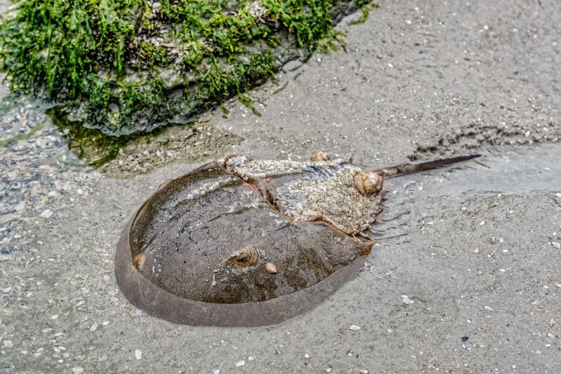 Horseshoe Crab in Shallow Water stock photos Horseshoe Crab in Shallow Water stock photos