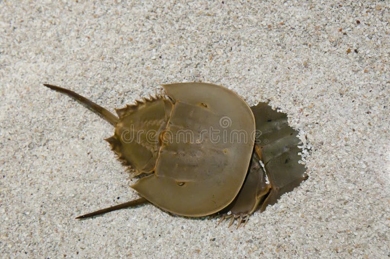 Horseshoe Crabs stock photo. Image of shell, crustacean 91510900