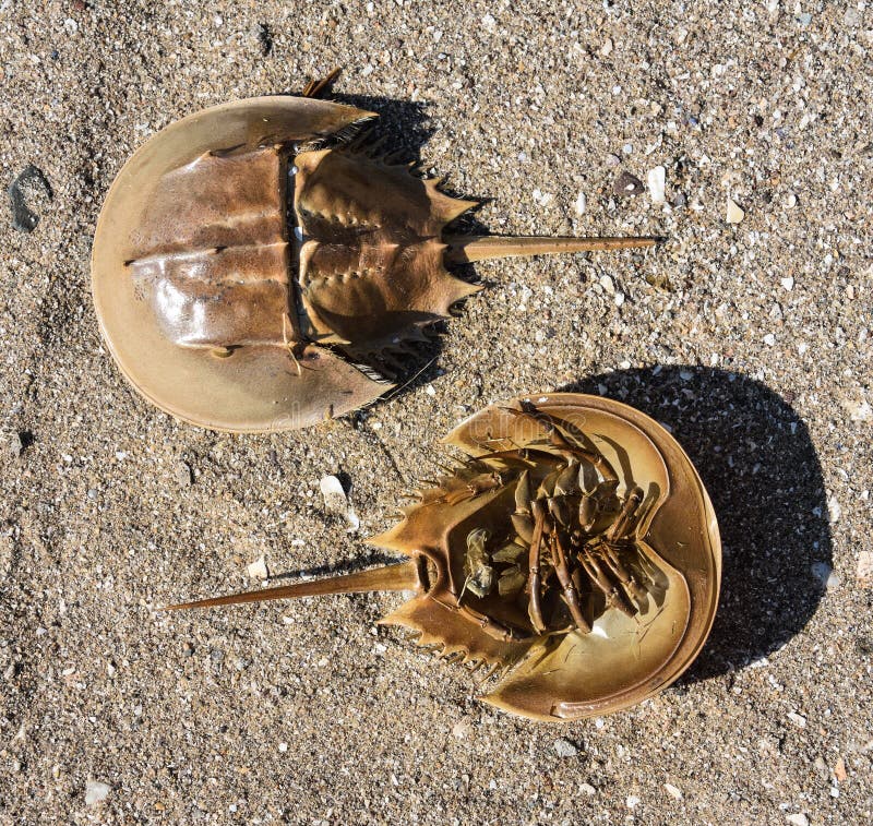 Horseshoe Crabs - both top shell and the soft underside on sand.