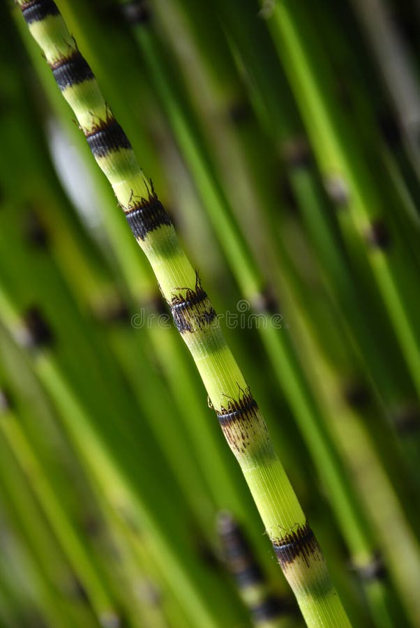 Horsetail bamboo stock photo. Image of reed, grass, green 3006902