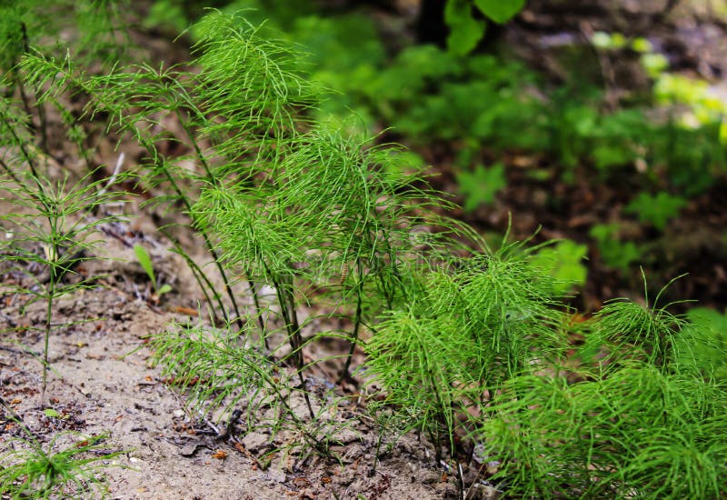 Horsetail, roślina iglasty las fotografia stock Horsetail, roślina iglasty las fotografia stock
