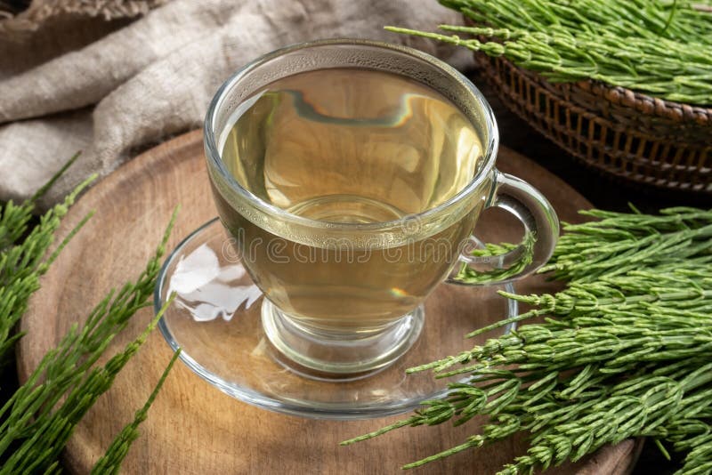 Horsetail Tea with Fresh Horsetail Plant Stock Image Image of