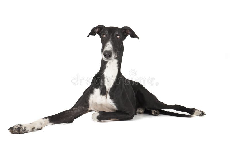 Greyhound stock image. Image of canine, shot, white, animal 7509497