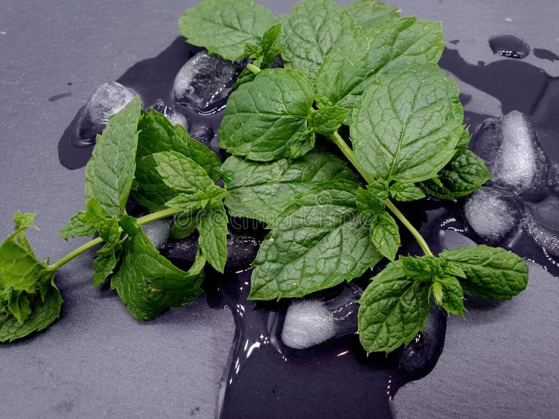 Hortelã de limão fresca com gelo fotos de stock