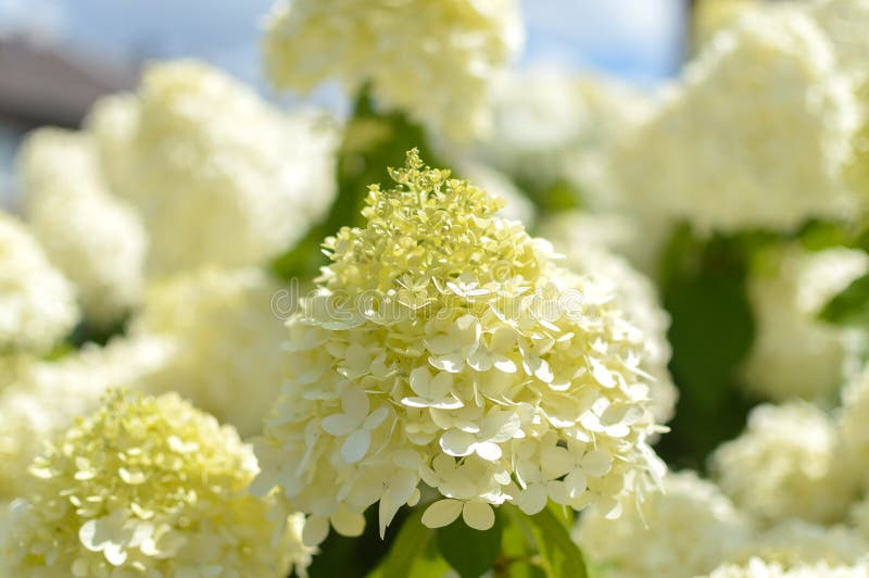 Hortensi paniculata ` światła rampy ` kwiat obrazy stock Hortensi paniculata ` światła rampy ` kwiat obrazy stock