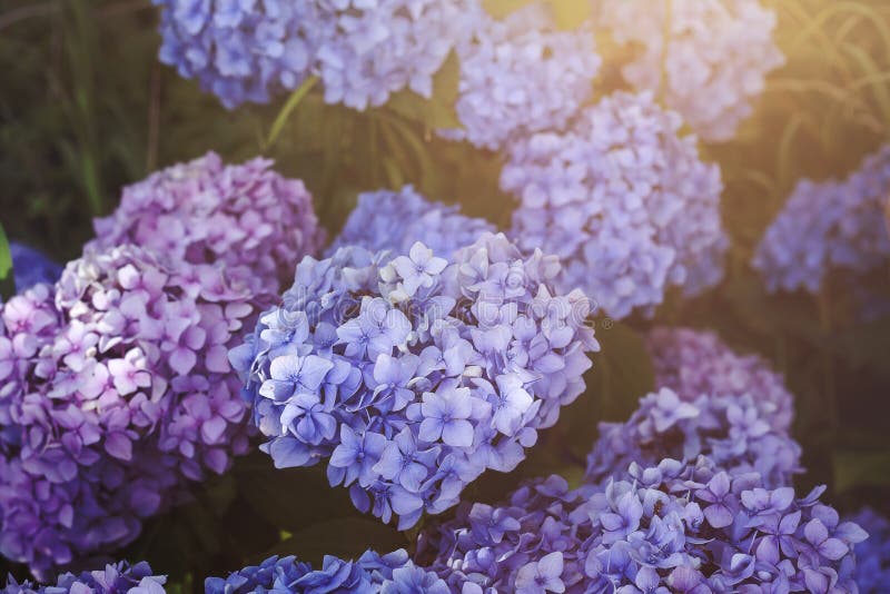 hortensia imagen de archivo hortensia imagen de archivo