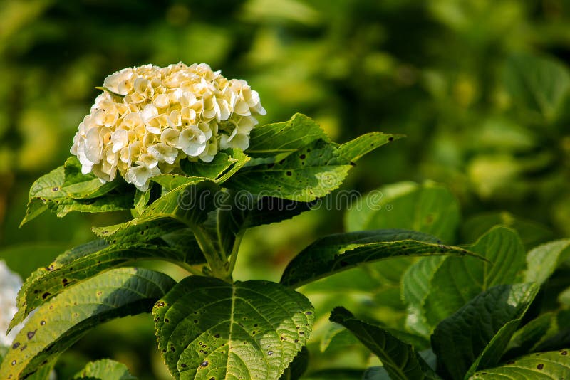 Hortensia Amarilla Que Florece En Naturaleza Foto de archivo - Imagen de  colorido, ramo: 139382242