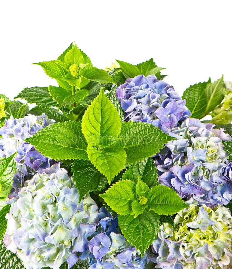 Hortensia bleu. beau hydrangea sur le blanc photo libre de droits