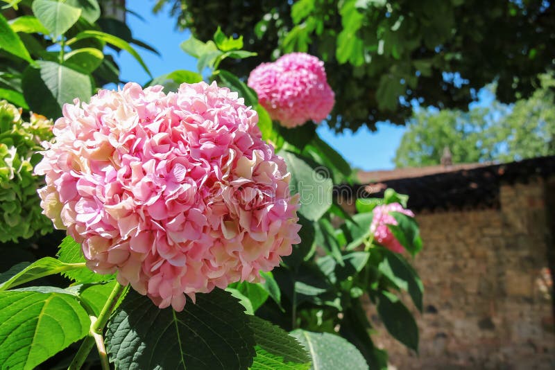 Hortensia rosada floreciente contra la pared de ladrillo fotos de archivo libres de regalías Hortensia rosada floreciente contra la pared de ladrillo fotos de archivo libres de regalías