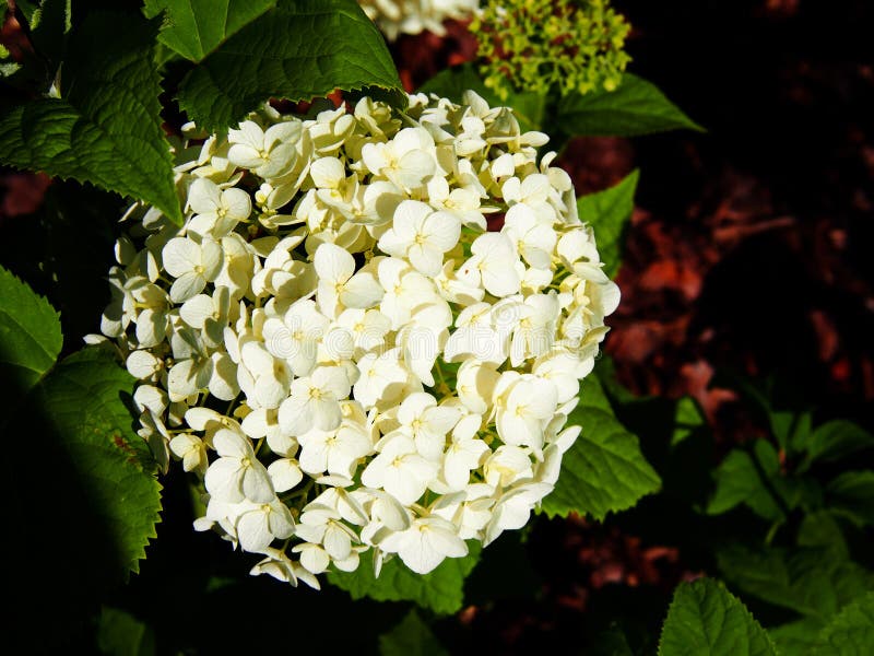 Hortensj arborescens ` Anabelle ` obraz royalty free Hortensj arborescens ` Anabelle ` obraz royalty free