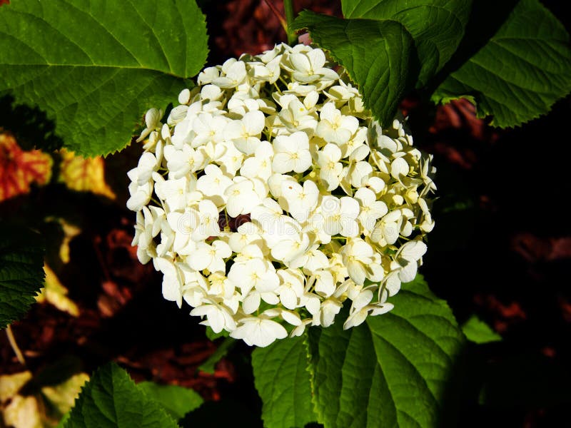 Hortensj arborescens ` Anabelle ` zdjęcia royalty free Hortensj arborescens ` Anabelle ` zdjęcia royalty free