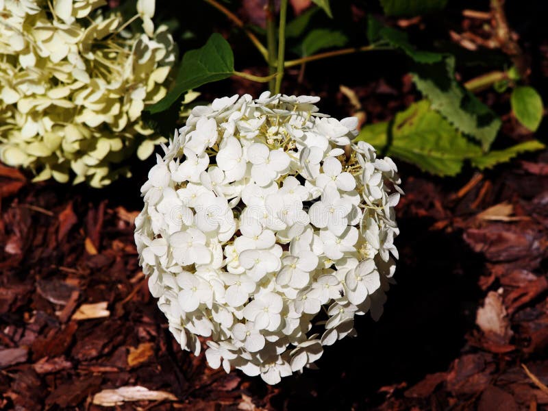 Hortensj arborescens ` Anabelle ` obrazy stock Hortensj arborescens ` Anabelle ` obrazy stock